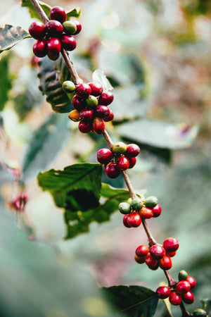 Discover the Hidden Gem of Asia’s Coffee Scene: Taiwanese Coffee Beans - dou coffee